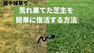 超カンタン 雑草 コケだらけの芝生を復活させるための5step Shibaoblog