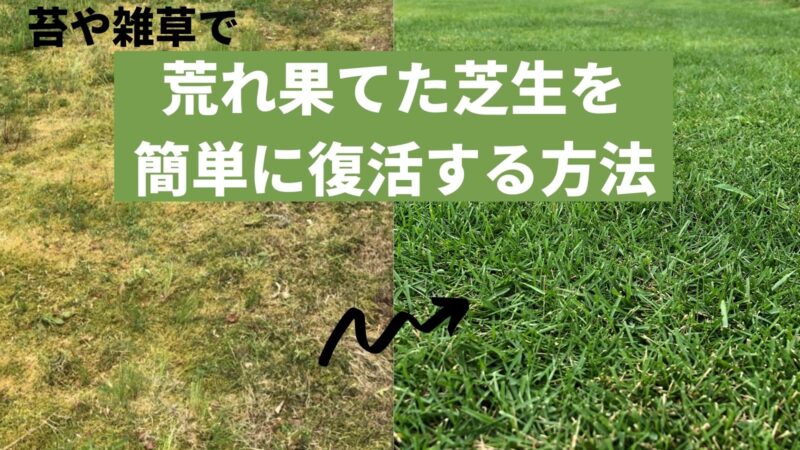 雑草 苔だらけの荒れ果てた芝生を簡単に復活させる方法 最短ルート Shibaoblog