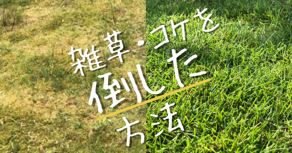 超カンタン 雑草 コケだらけの芝生を復活させるための5step Shibaoblog