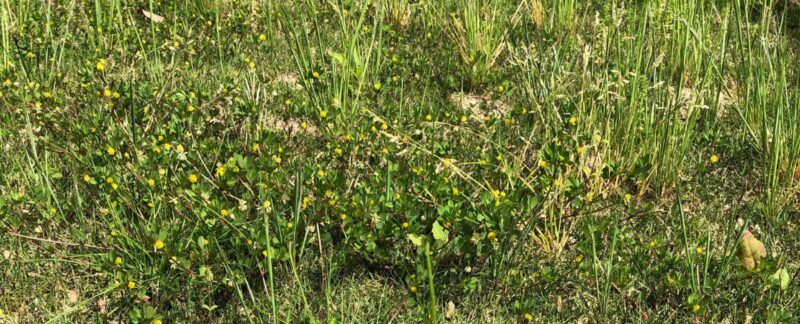 雑草で荒れ果てた我が家の芝生