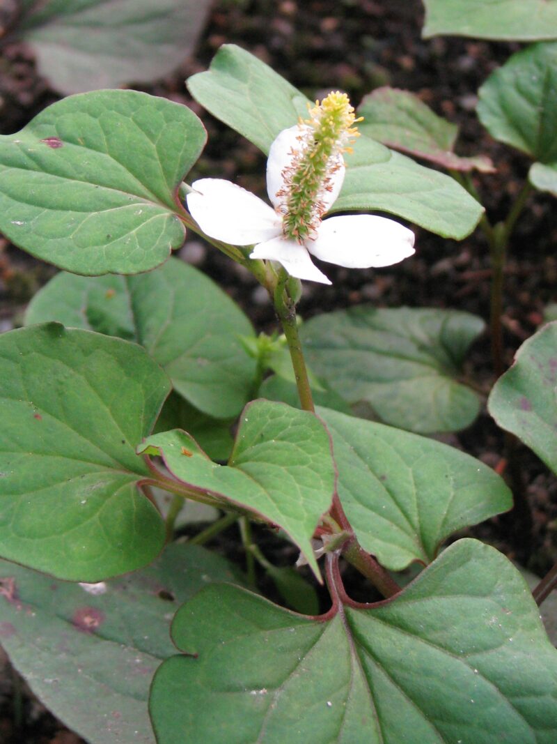 多年生雑草のドクダミ