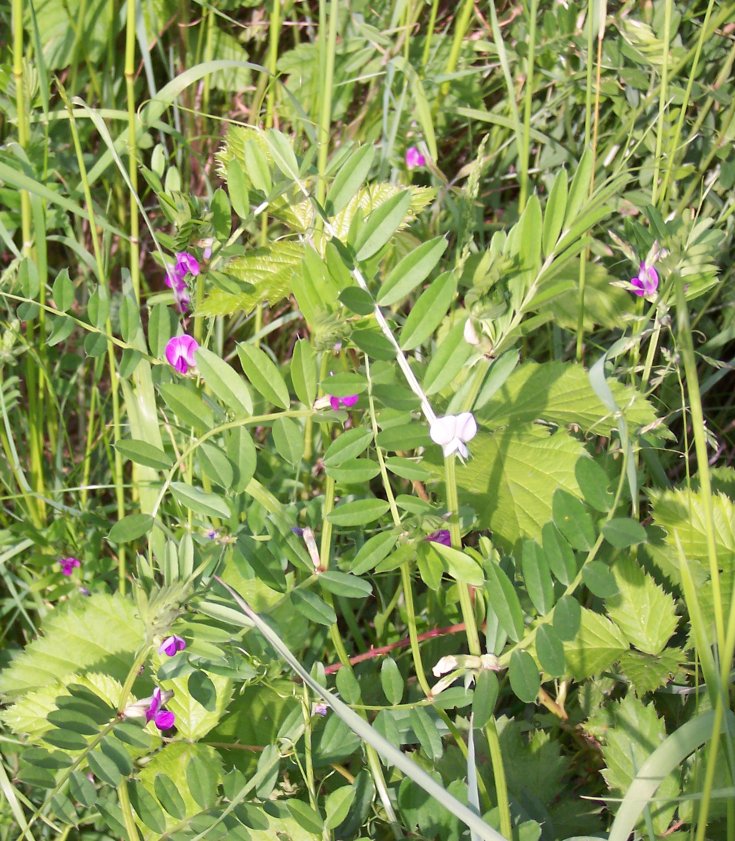 多年生雑草のカラスノエンドウ
