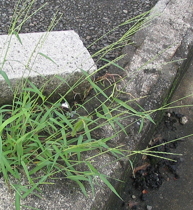 イネ科雑草のメヒシバ