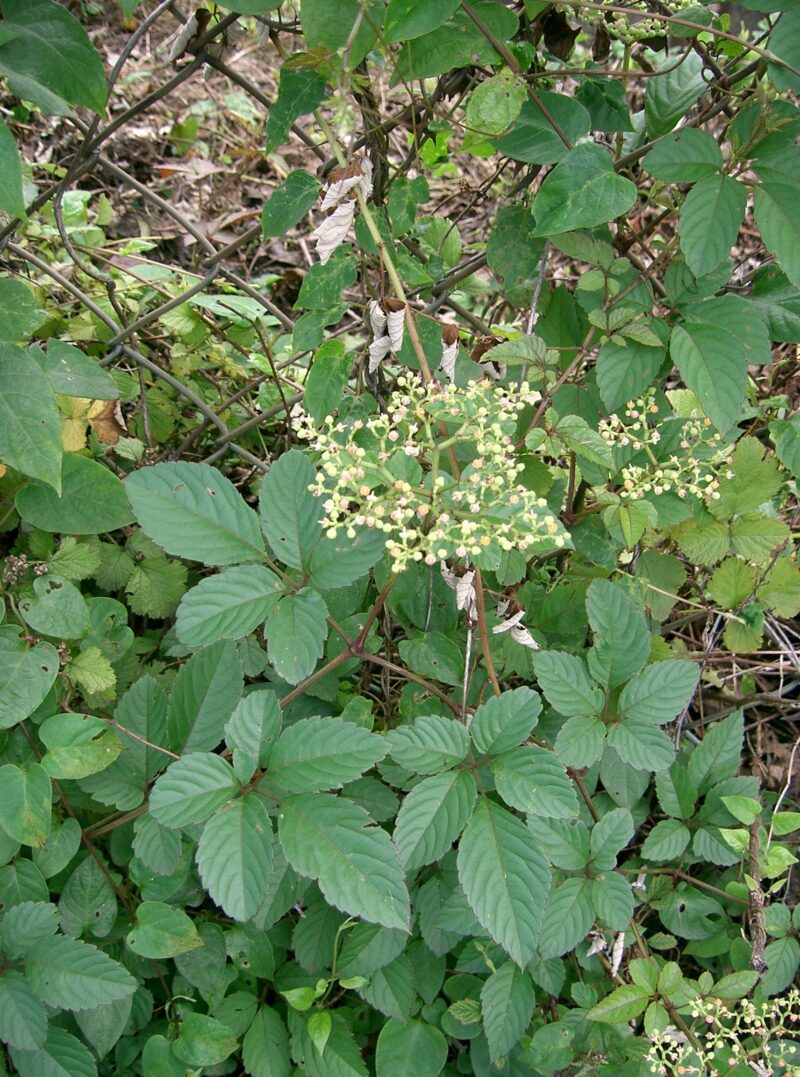 多年生雑草のヤブガラシ